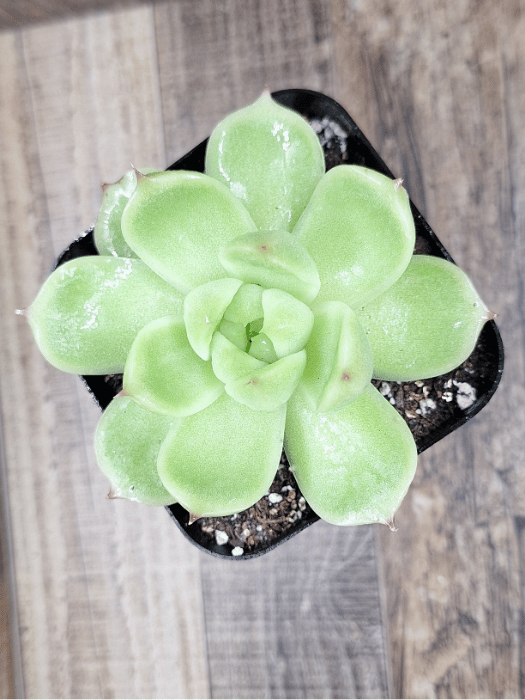 Echeveria 'Phoenix Fire' – Striking Succulent with Red-Tinged